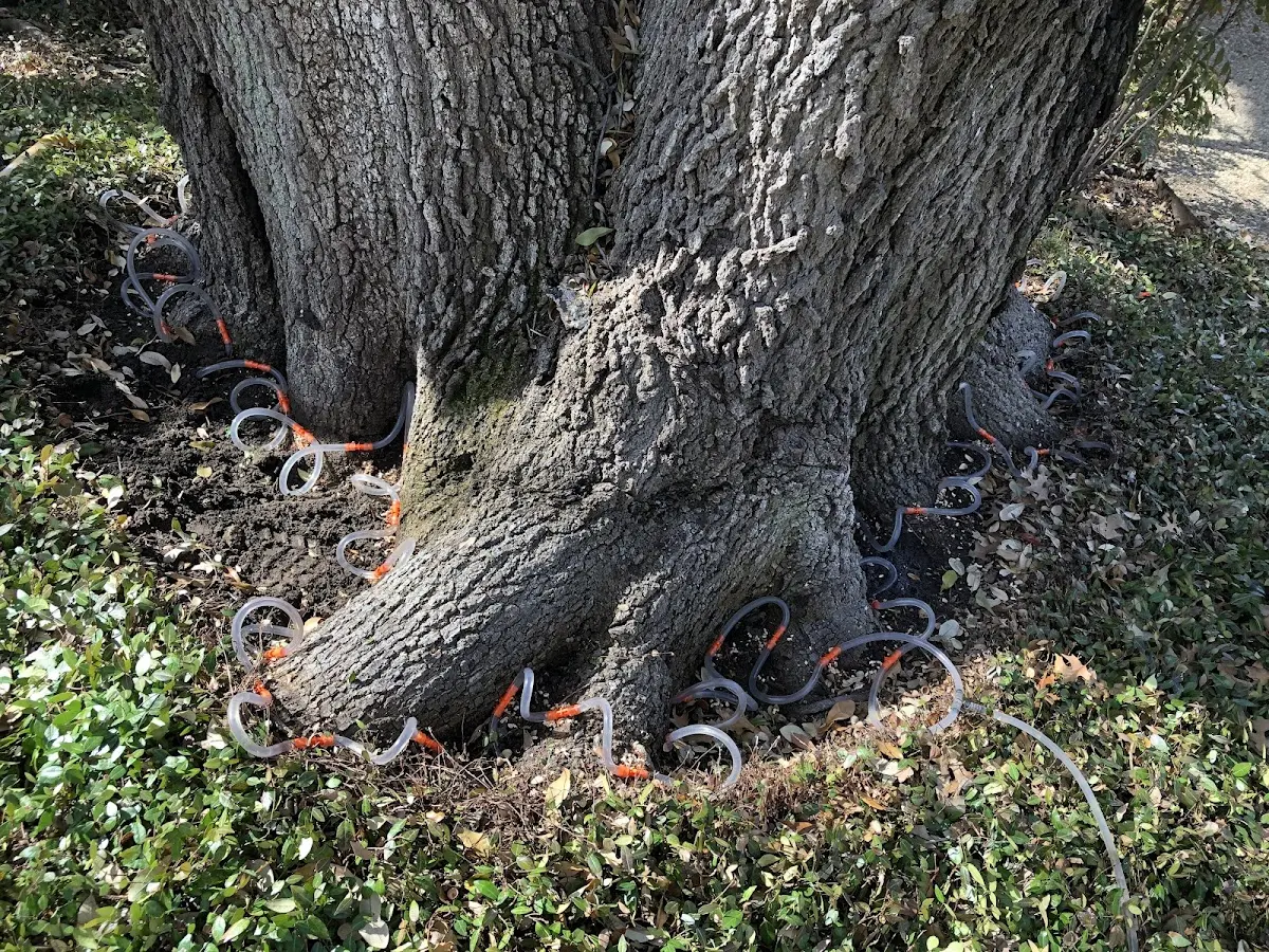 Detailed Tree Cabling and Bracing job site in Robesonia